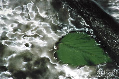 Electric Leaf | Caryn Esplin | Fine Art Photography