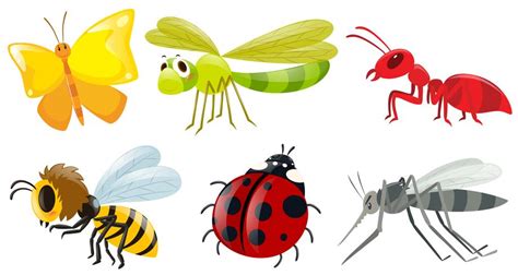 Different types of insects 369297 Vector Art at Vecteezy