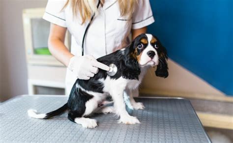 Cavalier King Charles Spaniel Health Problems: Symptoms & Diagnosis | Canine Journal