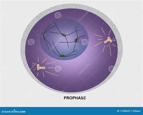 Cell Division Prophase Stock Image - Image: 11556691