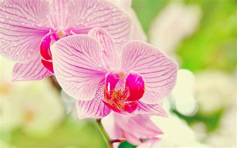 All new wallpaper : Attractive pink orchids wallpaper