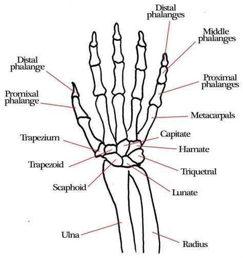 Anatomy Of The Wrist Bones | MedicineBTG.com