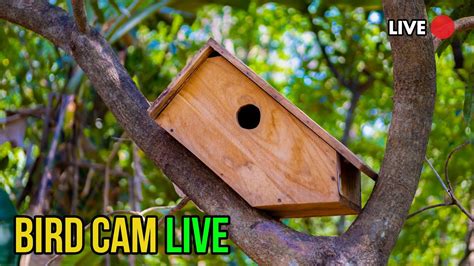 Live Bird Nest Camera | Nest Building | Oriental Magpie Robin | Day 6 ...