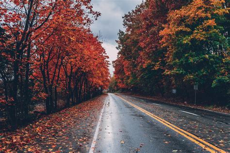 Autumn trees along a road 1862147 Stock Photo at Vecteezy