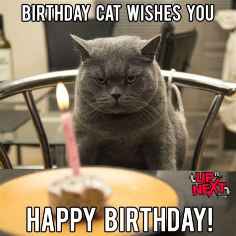 Funny Cat Birthday Quotes - ShortQuotes.cc