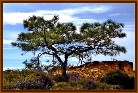 Torrey pine, [Pinus torreyana] is the rarest pine species in the US, an ...