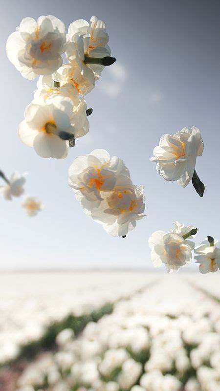 82+ Wallpaper Hd White Flowers For FREE - MyWeb