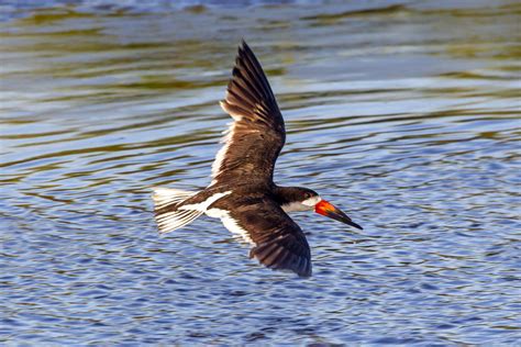 Black Skimmer FlyBys & Skimming @ Brigantine Division | photoartflight