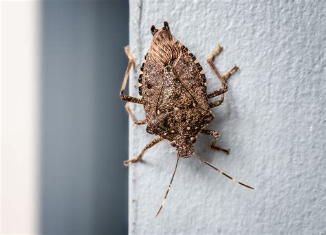 Common Pests | GENERAL EXTERMINATING, ERIE PA