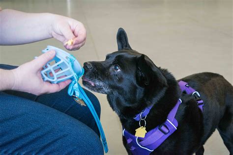 Muzzle Training in 8 Simple Steps - The Academy of Pet Careers