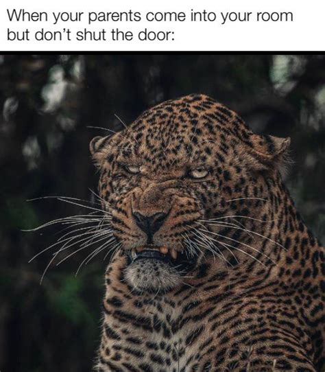 Parents stuped leopard fonny : r/memes