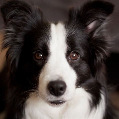 Can A Border Collie Pup Be All Black