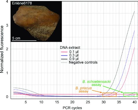 DNA analysis of a bone sample from the Enlène cave. The figure shows ...