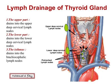 Thyroid Gland And Lymph Nodes