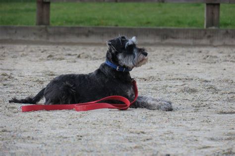 schnauzer-training | My Schnauzers