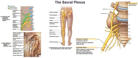 Sacral Plexus Rundown - EP Wellness & Functional Medicine Clinic