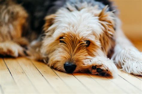 Photo of Dog Lying Down · Free Stock Photo