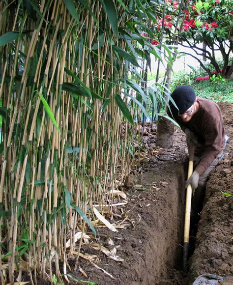 Bamboo Barrier ~ Bamboo Craft Photo