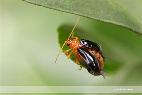 Pumpkin Beetle - Aulacophora sp - Singapore Geographic