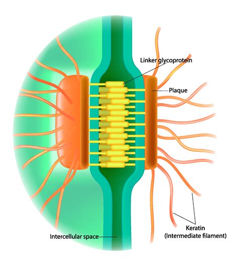 Desmosomes In Cardiac Muscle