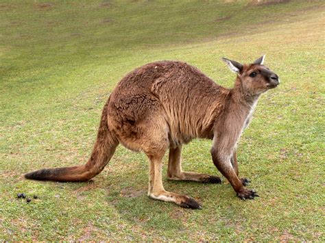 Crouching Kangaroo Free Stock Photo - Public Domain Pictures