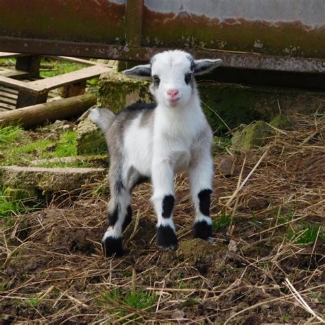 Pygmy Goats Available Now - Wynnes of Dinmore