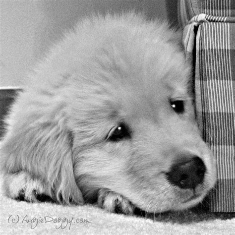 Golden retriever puppy Ti in 2007. www.AugieDoggy.com/apps/blog Cute ...