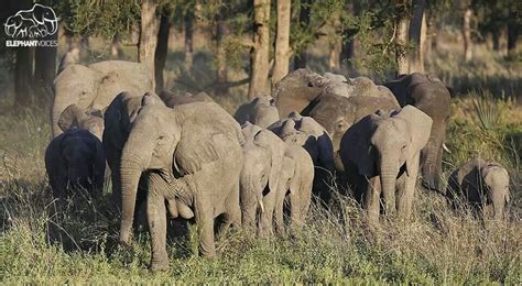 Gorongosa National Park | Elephant, African elephant, Animals