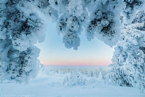 Lapland Winter Pictures - Rayann Elzein Photography