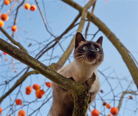 Free Images : tree, branch, flower, wildlife, orange, autumn, fauna ...