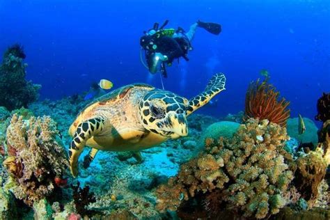 10 Best Spots For Scuba Diving In Israel 2023 For Thrill-Seekers!