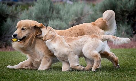 grown up golden retriever picture - Dog Breeders Guide