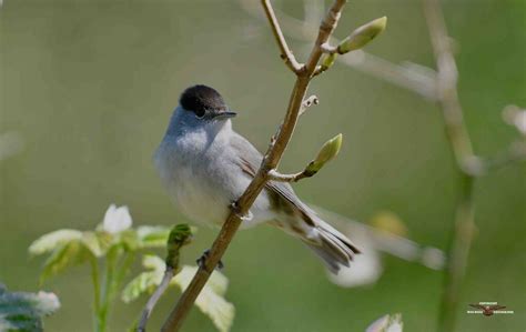 Blackcap | BirdForum