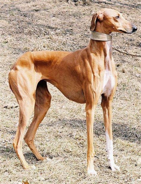 Rampur Greyhound Dog Breed Information, Images, Characteristics, Health