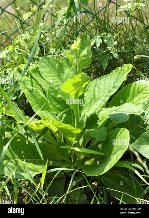 Wild tobacco plant growing in the garden Stock Photo - Alamy