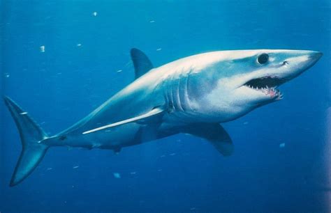 Mako Shark | wild animal | Pinterest