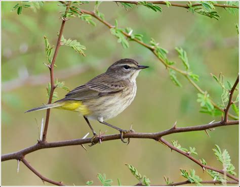 Palm Warbler – birdfinding.info