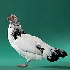 22 Lakenvelder Chickens ideas | chickens, rare breed, breeds