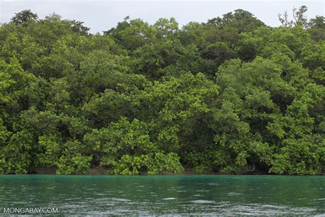 Rainforest and turquoise ocean [java_0265]