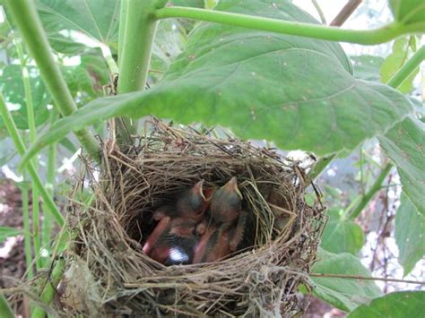 Julie Zickefoose on Blogspot: Indigo Bunting Nest, Part Two