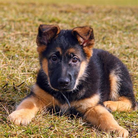 #1 | German Shepherd Puppies For Sale In Illinois