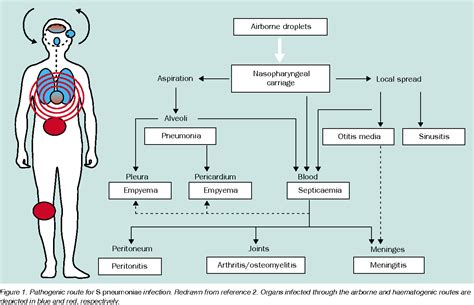 Streptococcus Diagram