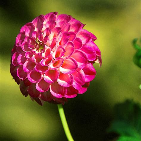 Pompon Dahlia Nellie Broomhead | Asteraceae Mexico to Columb… | Flickr