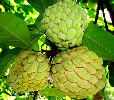 Philippine Atis Fruit | Exotic Tropical Fruit