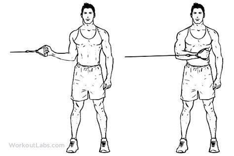 Internal Cable Shoulder Rotation | Cable workout, Workout guide, Shoulder workout