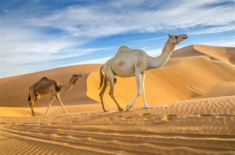 Four Camels Walking In The Sahara Desert - HooDoo Wallpaper