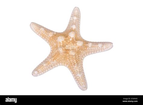 Light brown starfish on a white background Stock Photo - Alamy