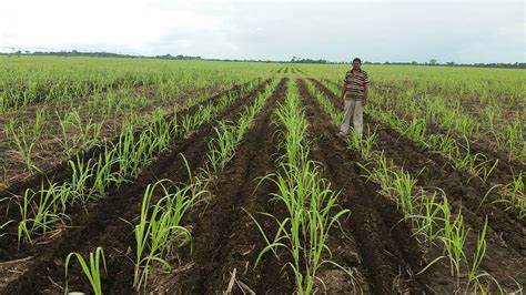 Sugarcane Ratooning and Replanting for 2018 Season