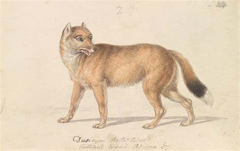 Falkland Islands Wolf Drawing by Charles Hamilton Smith | Fine Art America