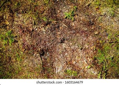 Forest Ground Texture Photos, Images & Pictures | Shutterstock